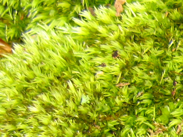 Moss_in_the_nature_reserve_4
